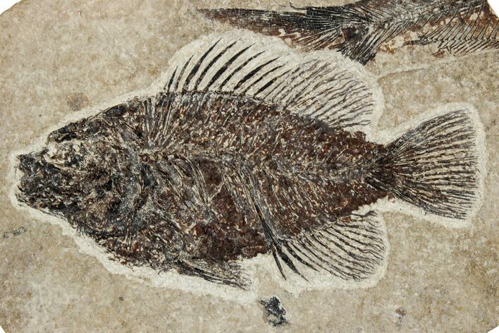 Fossil Fish (Cockerellites) - Wyoming #251897